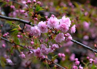Пасжа рядом