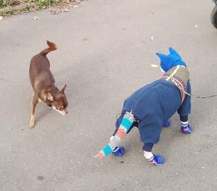 Кот Портос и собаки