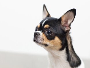 Секреты чихуа