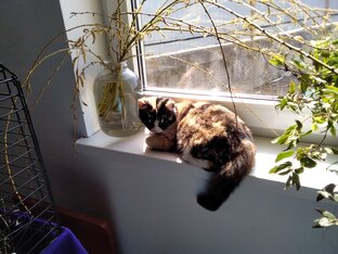 Зверье мое.