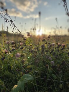 Как я переехала жить в деревню 
