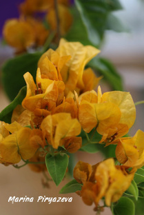 Бугенвиллии