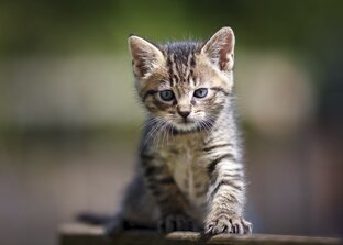 Roblox с телефона.