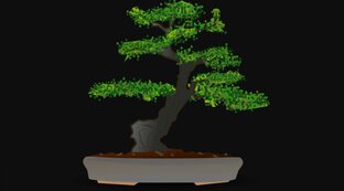 Бонсай из Желтой Акации