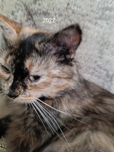 Про котов