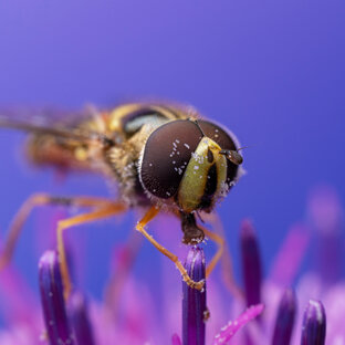 Всё о макро 