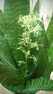 Лекарственные растения