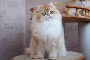 Производители питомника