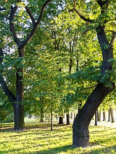 101 прогулка по Саду