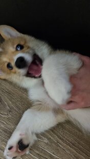 моя первая собака