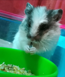 Хомячок Чип