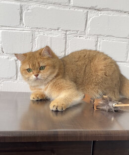 Котики и кошечки нашего питомника Solvax😻
