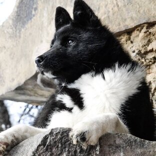 Русско-европейская лайка и такса.