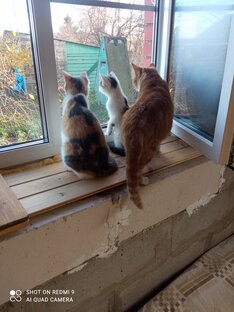 Братья наши меньшие