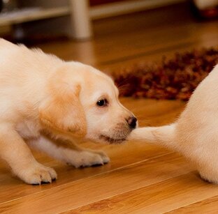 Видео с собаками