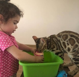 Психология общения с бенгалами