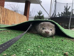 Содержание норки 