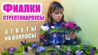 Фиалки, стрептокарпусы...