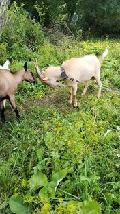 Все про коз