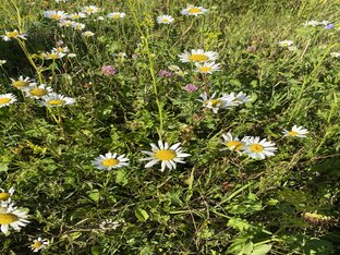 Красота природы 🌸
