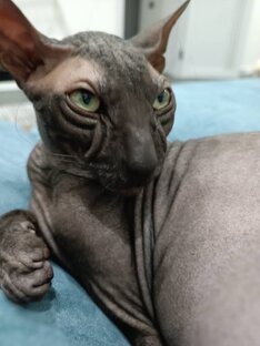 Георгий кот😻