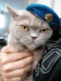 Любимцы.