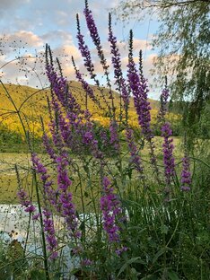 Обряды/ритуалы (можно делать самостоятельно) 