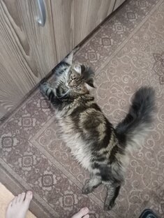 Наша кошечка