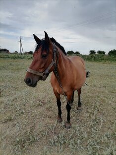 Лирка беременяшка