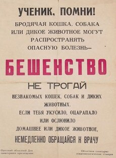 Бродячие собаки