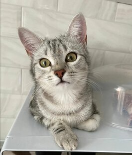 Фотокарточки пушистой