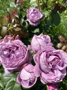 Роза Кинда Блю 