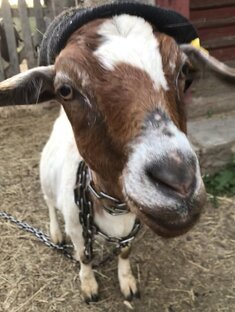 Советы  козоводам