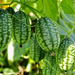 Экзотика в саду