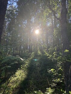 Forest 