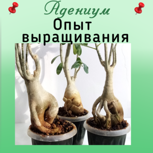 Адениум. Личный опыт выращивания