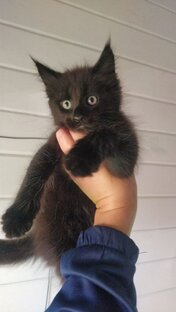 Мейн Кун Котята