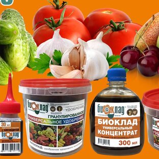 Дзен Биоклад статистика