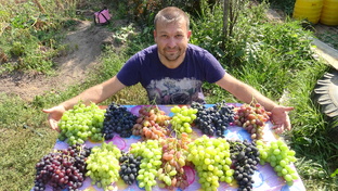 Статистика Дзен ХОББИ УРАЛЬЦА - ВИНОГРАД НА СЕВЕРЕ