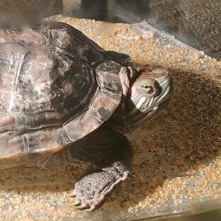 Дзен Я Хозя🐢 (Красноухая черепаха) статистика