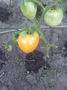 Дас Помидорен