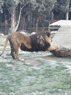 Лев гимнаст🦁 