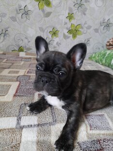 Мой бульдожинька 