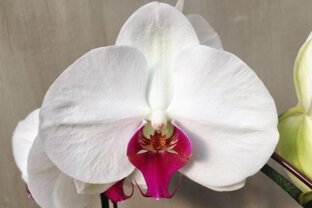 Орхидеи Фаленопсисы 
