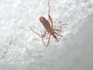 Насекомые и пауки на снегу.