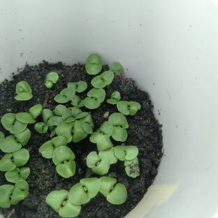 Базилик 😋 сладкий