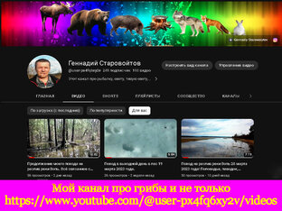 Канал про грибы на Ютубе