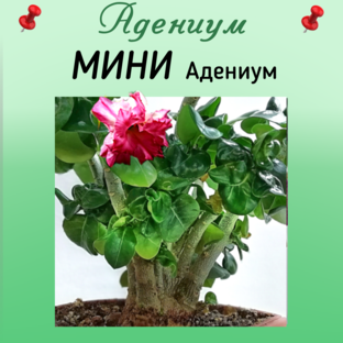 Адениум МИНИ, Mini Size Obesum