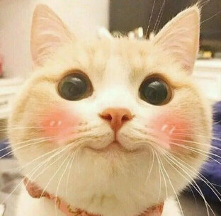 Котята улыбаются)