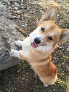Если вы задумываетесь о том, чтобы взять щенка корги в свою семью